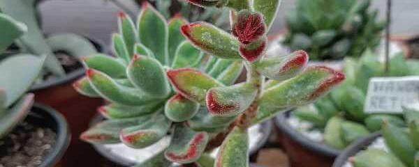 錦晃星怎么養(錦晃星的養殖方法)