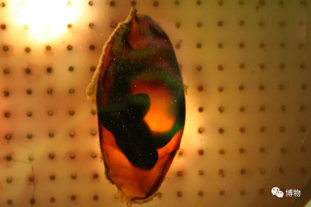 卵生與胎生的區(qū)別(卵生與胎生的區(qū)別在哪里)