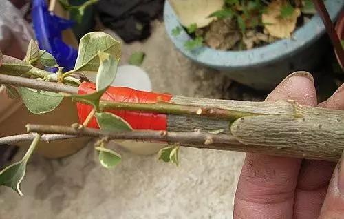 常用的樹苗嫁接方法(樹苗嫁接方法)