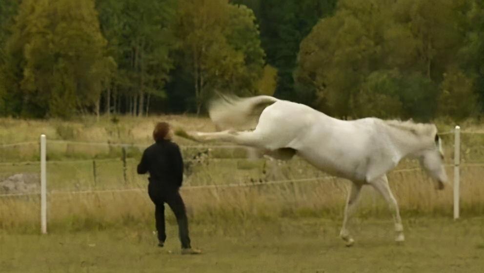 馬是站著睡還是躺著睡(馬是站著睡還是躺著睡)