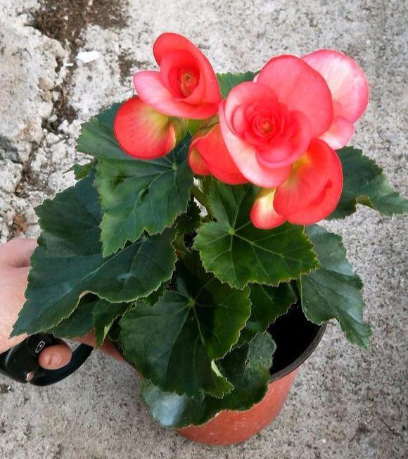 麗格海棠掉葉子的原因(麗格海棠為什么掉葉子)