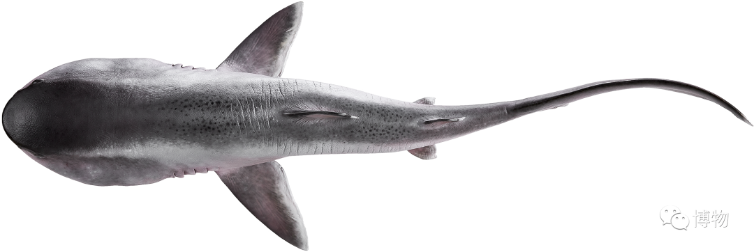 卵生與胎生的區(qū)別(卵生與胎生的區(qū)別在哪里)