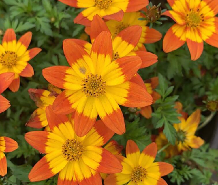 鬼針草養(yǎng)殖方法和注意事項(xiàng)介紹(鬼針草養(yǎng)殖方法和注意事項(xiàng))