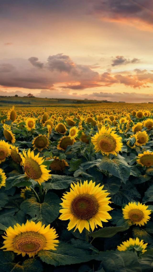 慎入ACE拆分盤在中國合法嗎