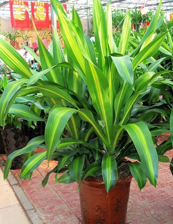 巴西美人繁殖教程和禁忌介紹(巴西美人繁殖方法和注意事項)