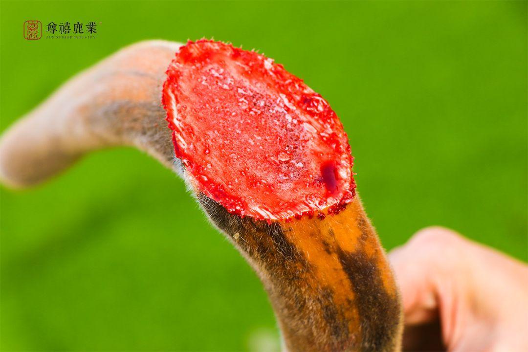 熱文新割鹿茸如何保管(剛割下的新鮮鹿茸怎么保存)