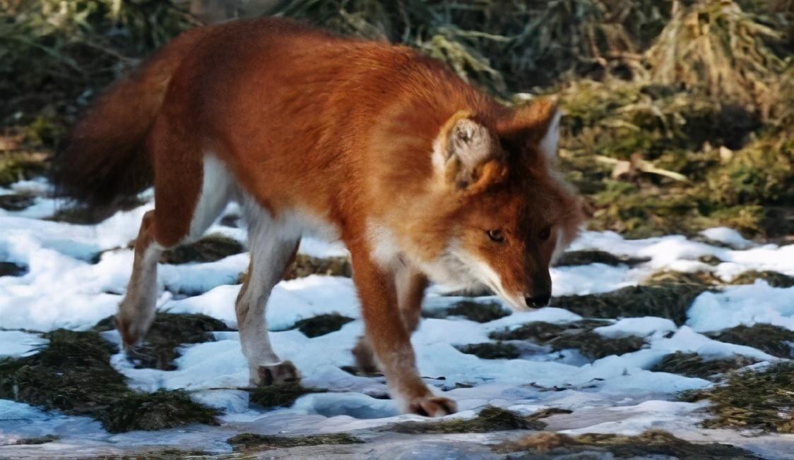 馬是站著睡還是躺著睡(馬是站著睡還是躺著睡)