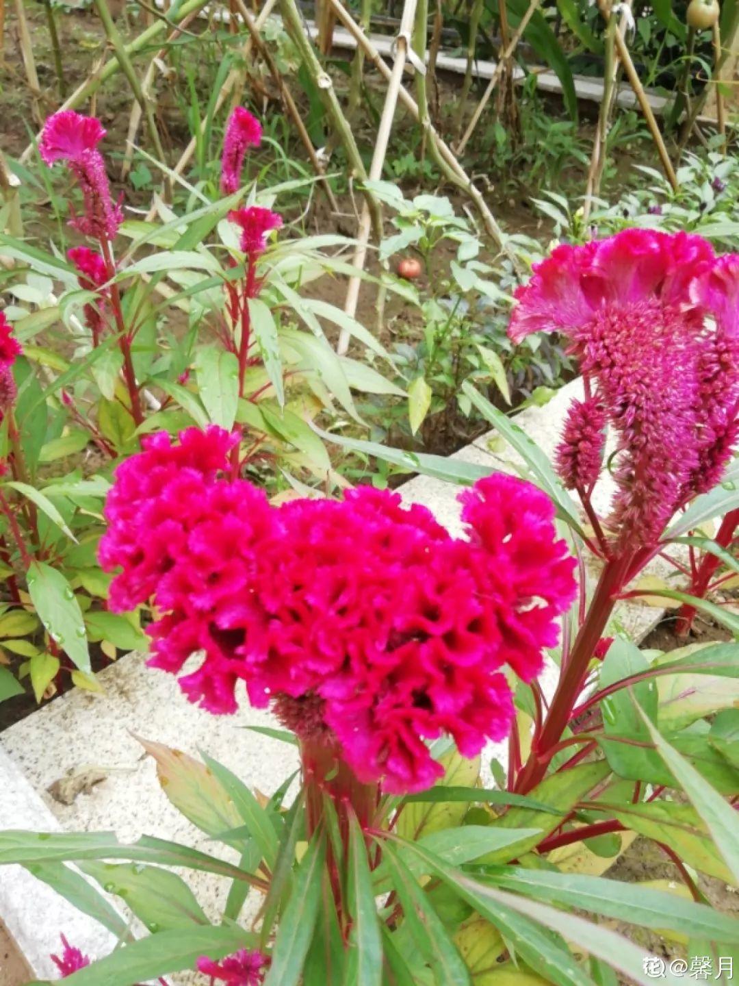 一春一秋不開花的生肖介紹(一春一秋不開花是什么生肖)