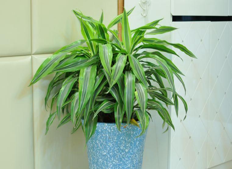 巴西美人繁殖教程和禁忌介紹(巴西美人繁殖方法和注意事項)