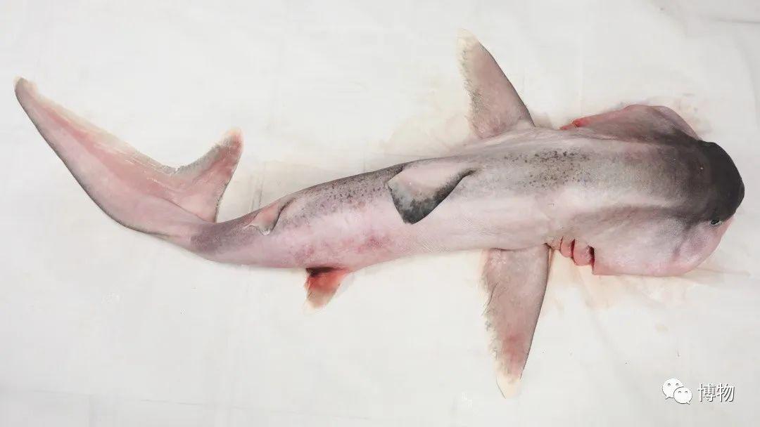 卵生與胎生的區(qū)別(卵生與胎生的區(qū)別在哪里)