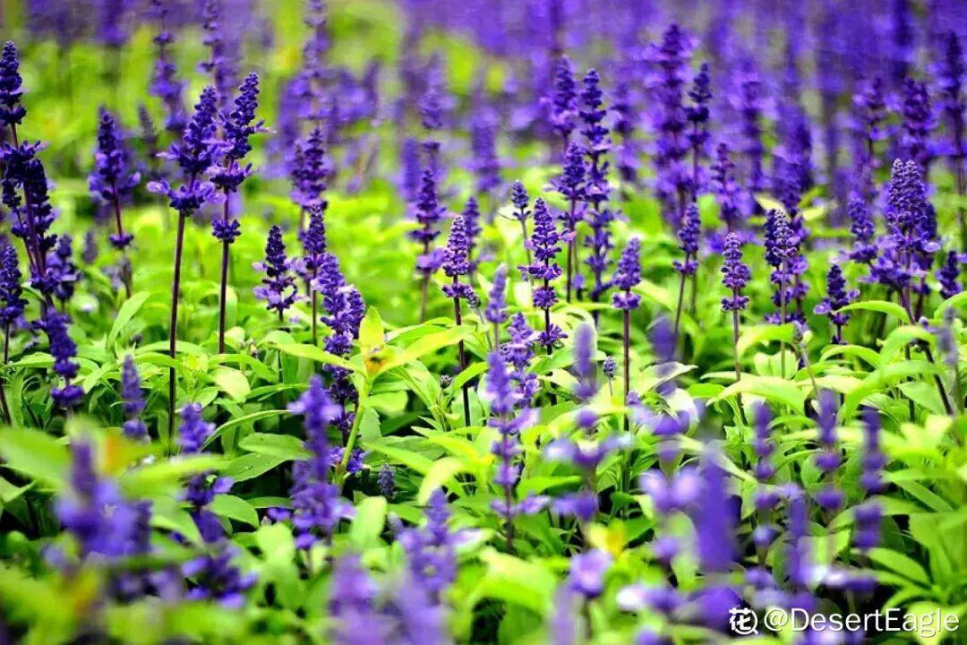 一春一秋不開花的生肖介紹(一春一秋不開花是什么生肖)