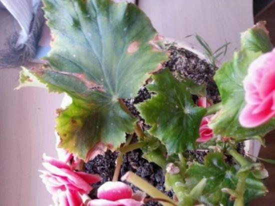 麗格海棠掉葉子的原因(麗格海棠為什么掉葉子)