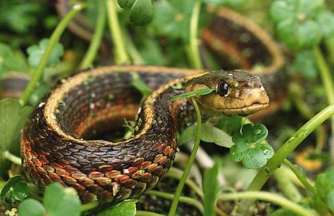 做夢夢到被蛇咬是什么含義(做夢夢到被蛇咬了是什么征兆)