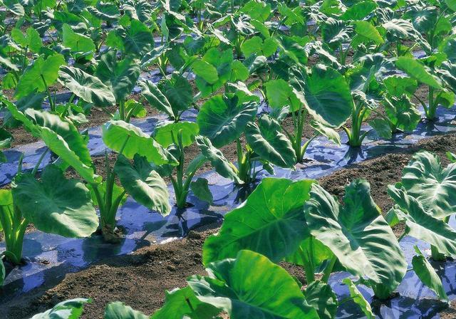 種芋頭的方法有什么(種芋頭的方法)