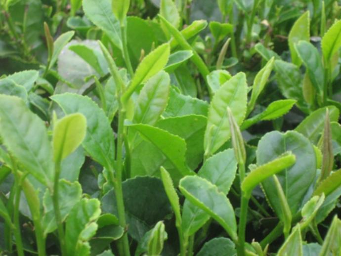 山東有什么特產(chǎn)(山東土特產(chǎn)有哪些產(chǎn)品)