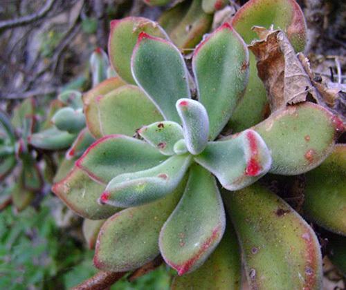 錦晃星怎么養(錦晃星的養殖方法)