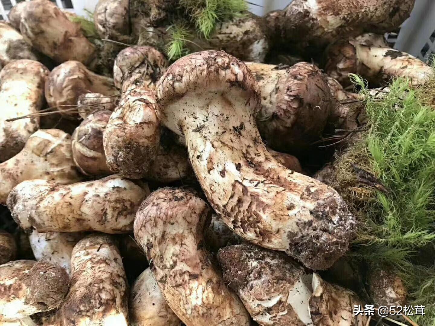 新鮮的野生松茸如何存放(新鮮的野生松茸怎么存放)