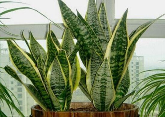 虎皮蘭有什么功效作用(虎皮蘭的功效作用)