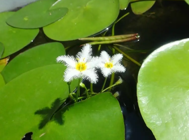 一葉蓮可以養多長時間(一葉蓮能養多久)