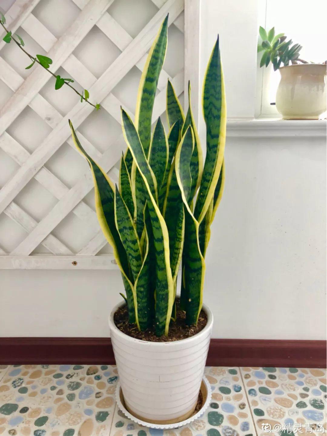 一春一秋不開花的生肖介紹(一春一秋不開花是什么生肖)