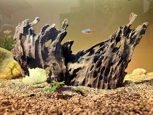 什么是沉木(什么沉木不黃水)