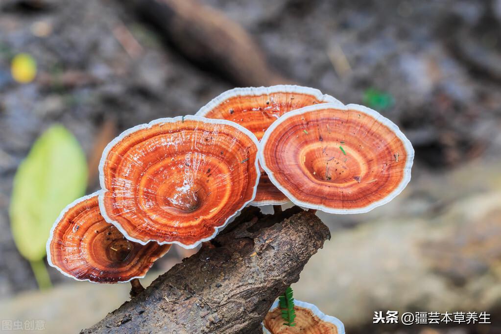 靈芝泡水的功效和作用(丹參靈芝泡水喝的功效與作用)