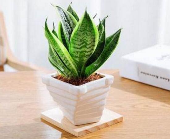 虎皮蘭有什么功效作用(虎皮蘭的功效作用)