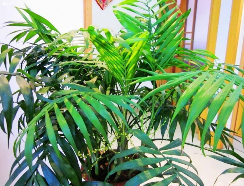 熱文袖珍椰子如何修剪(袖珍椰子怎么修剪方法)