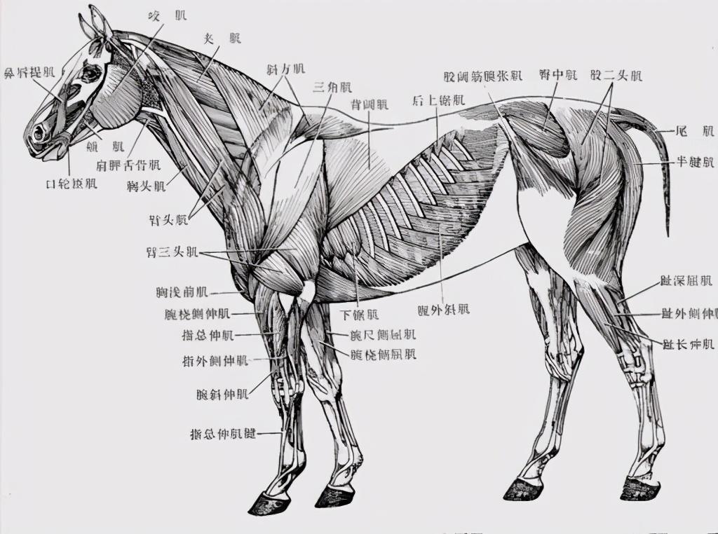 馬是站著睡還是躺著睡(馬是站著睡還是躺著睡)