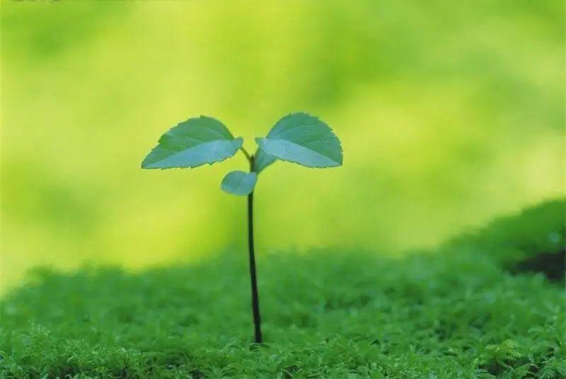 熱文木會是什么字(木會讀什么)