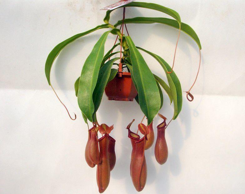 一春一秋不開花的生肖介紹(一春一秋不開花是什么生肖)