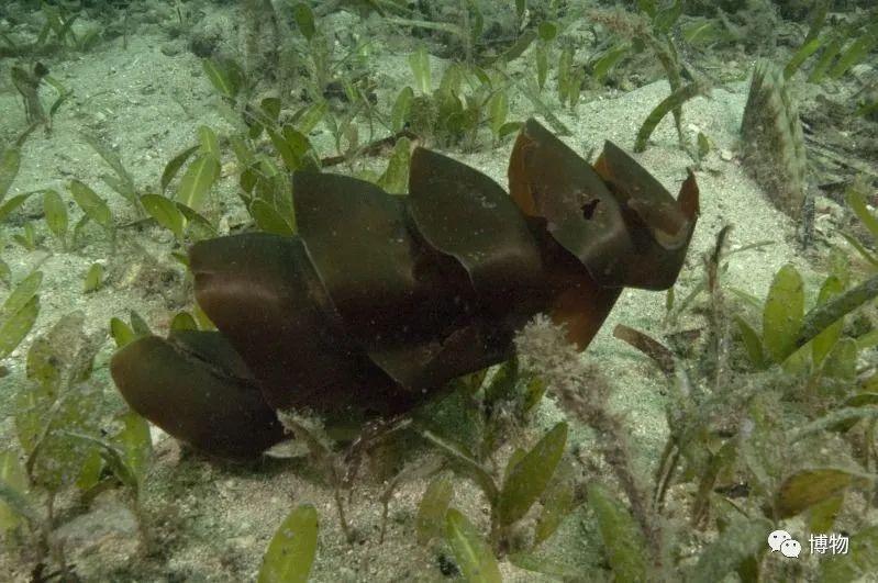 卵生與胎生的區(qū)別(卵生與胎生的區(qū)別在哪里)