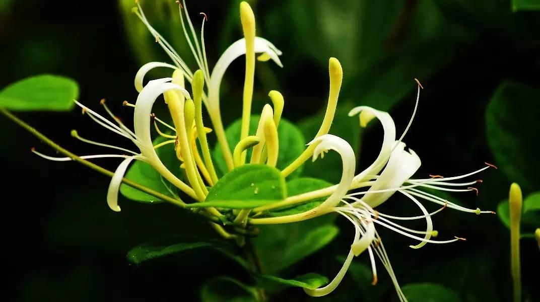 靈芝不能和什么食物一起吃(靈芝不可以和什么食物一起吃)