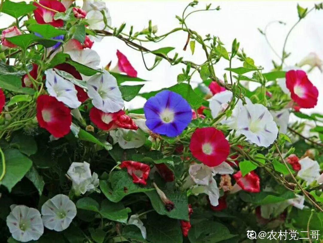 一春一秋不開花的生肖介紹(一春一秋不開花是什么生肖)