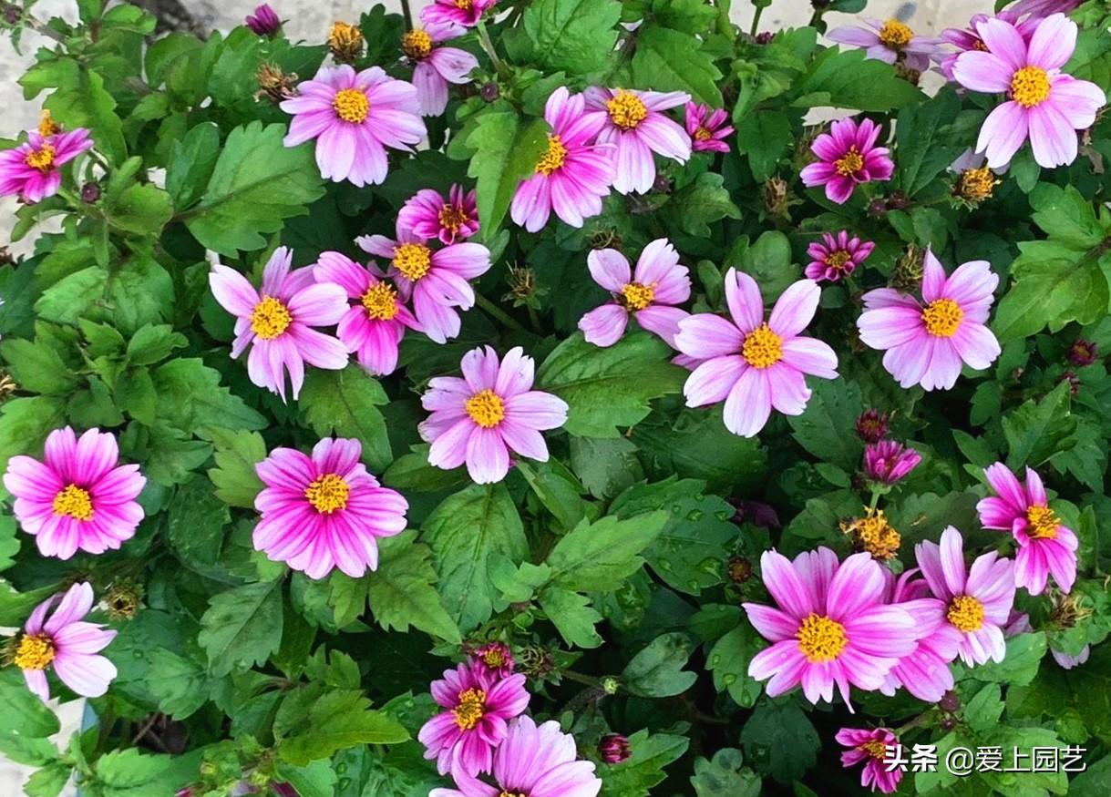 熱文鬼針草養殖方法和注意事項介紹(鬼針草養殖方法和注意事項)