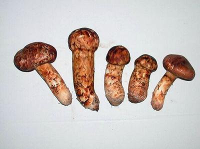 熱文新鮮的野生松茸如何存放(新鮮的野生松茸怎么存放)