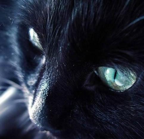 養(yǎng)貓的風(fēng)水講究介紹(養(yǎng)貓的風(fēng)水講究)