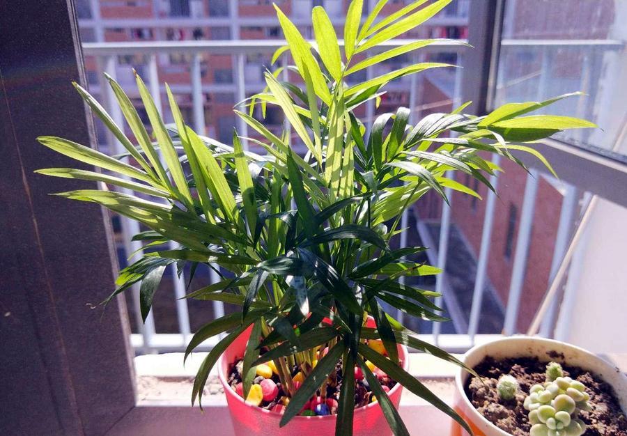 熱文袖珍椰子如何修剪(袖珍椰子怎么修剪方法)