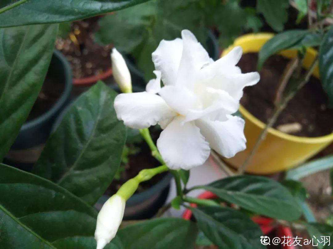 一春一秋不開花的生肖介紹(一春一秋不開花是什么生肖)