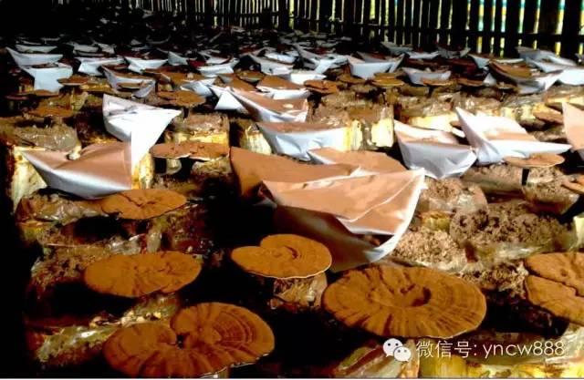 靈芝不能和什么食物一起吃(靈芝不可以和什么食物一起吃)