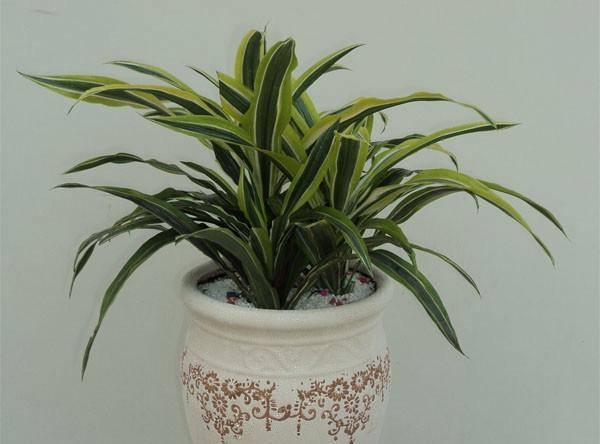 巴西美人繁殖教程和禁忌介紹(巴西美人繁殖方法和注意事項)