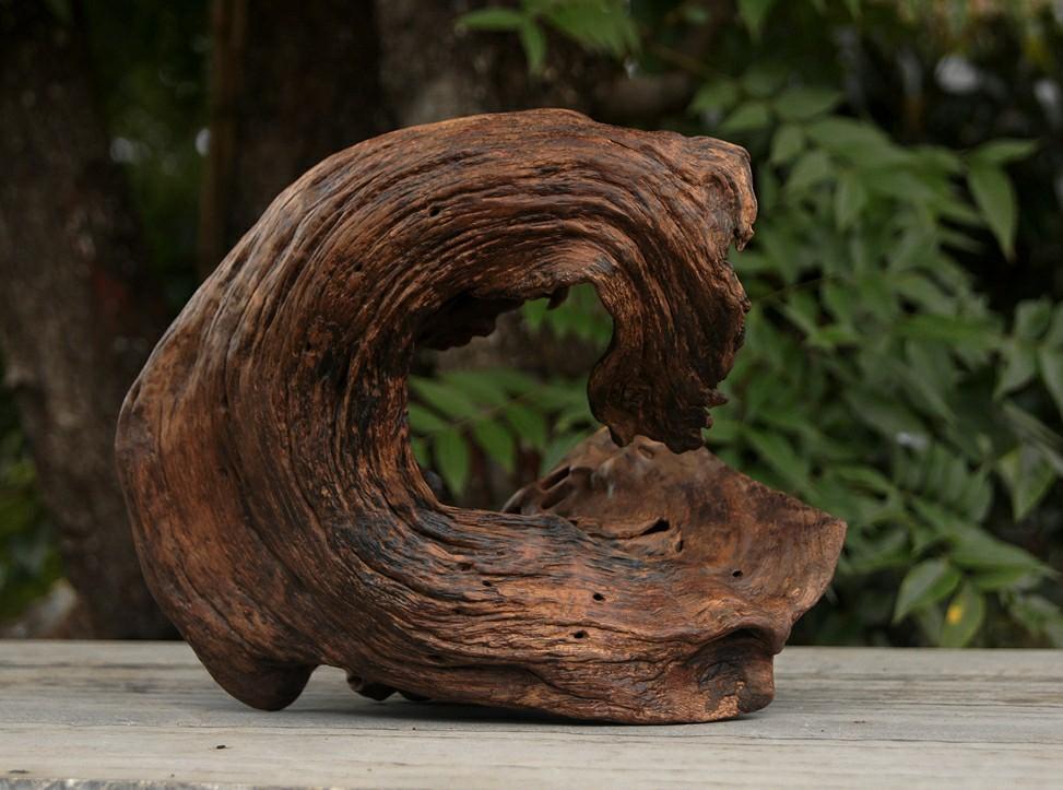 什么是沉木(什么沉木不黃水)