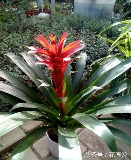 小紅星如何養長的好(小紅星怎么養長的好)