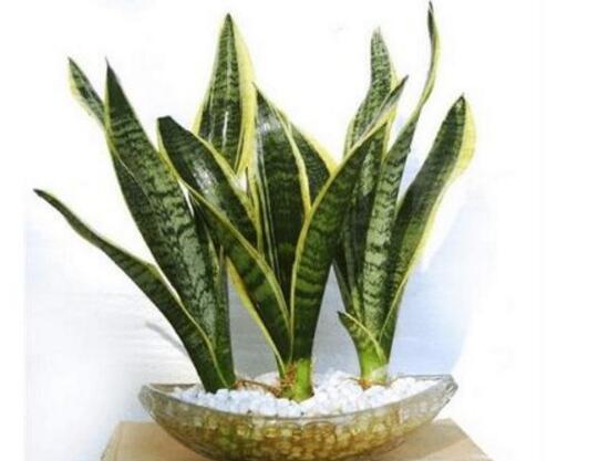 虎皮蘭有什么功效作用(虎皮蘭的功效作用)