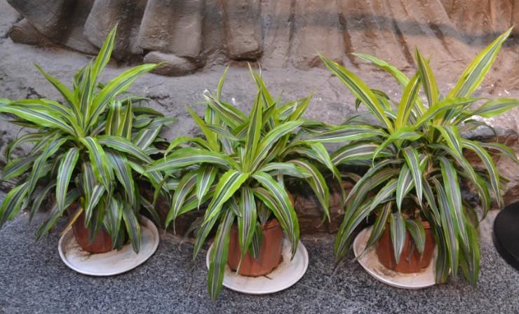 巴西美人繁殖教程和禁忌介紹(巴西美人繁殖方法和注意事項)