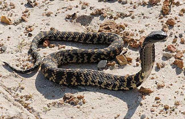 做夢夢到被蛇咬是什么含義(做夢夢到被蛇咬了是什么征兆)