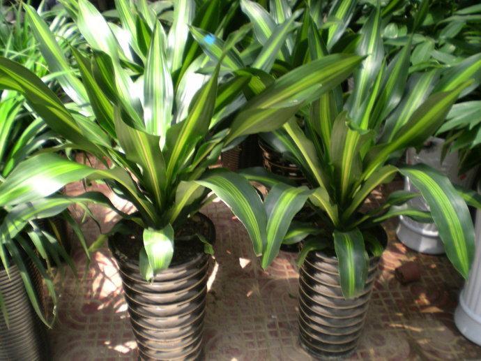 巴西美人繁殖教程和禁忌介紹(巴西美人繁殖方法和注意事項)