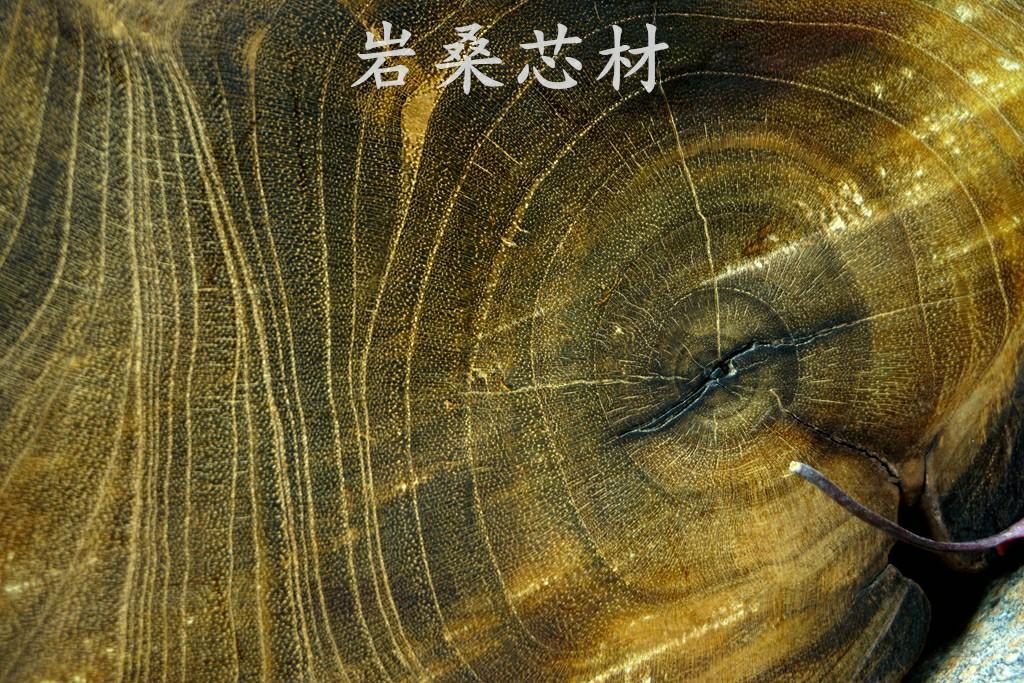 什么是沉木(什么沉木不黃水)