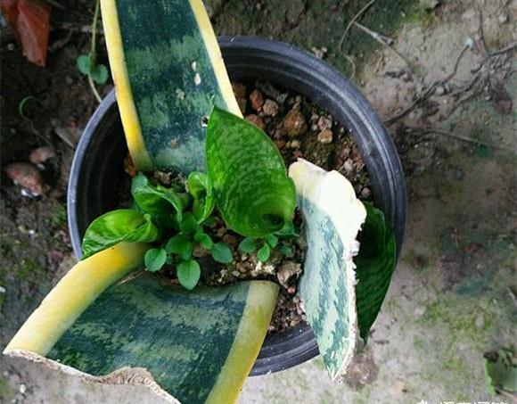 虎尾蘭的繁殖方法介紹(虎尾蘭的繁殖方法)