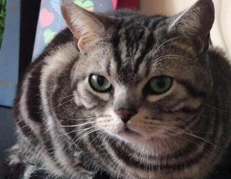 養(yǎng)貓的風(fēng)水講究介紹(養(yǎng)貓的風(fēng)水講究)